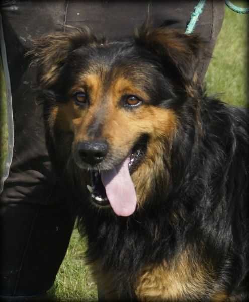 Roki - duży pieszczoch do adopcji