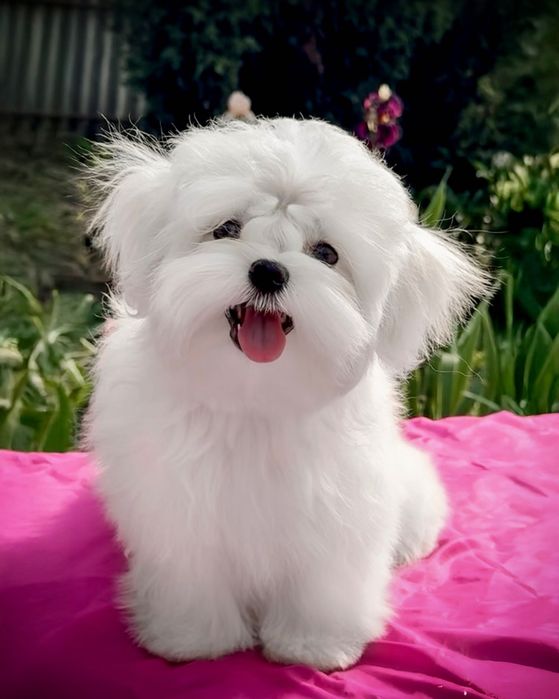 Дівчинка мальтезе