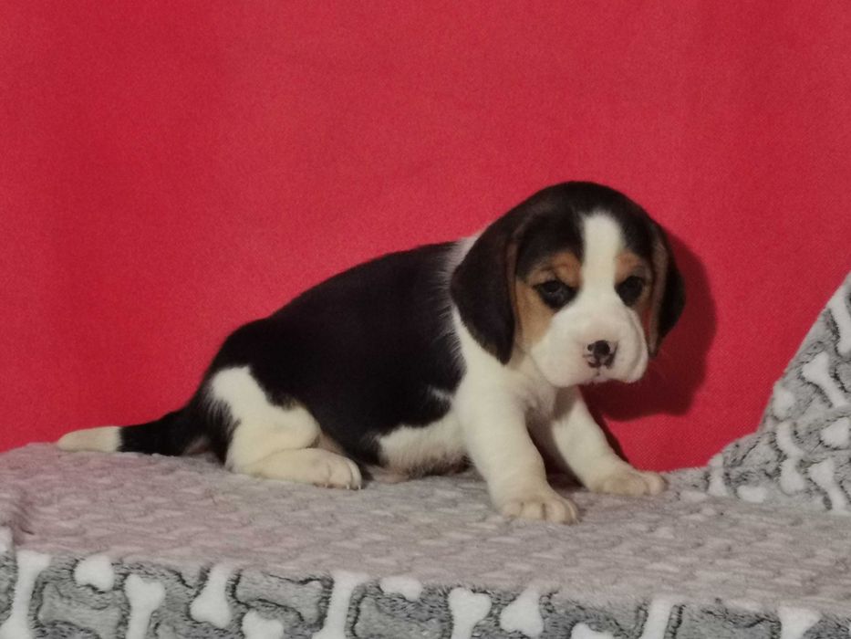 Beagle piękny piesek 8 tygodni