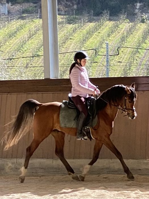 Elmikon, Garanhao, 1.53 PSA 5 anos Castanho