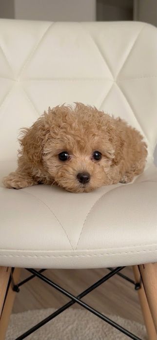 Bichooo NIE maltipoo najwspanialsza rasa hybrydowa cudowne malenkie