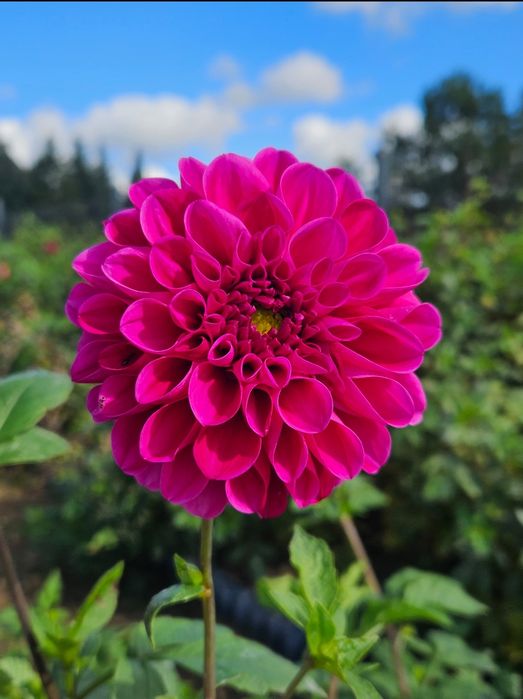 Dalie różowe duże karpy