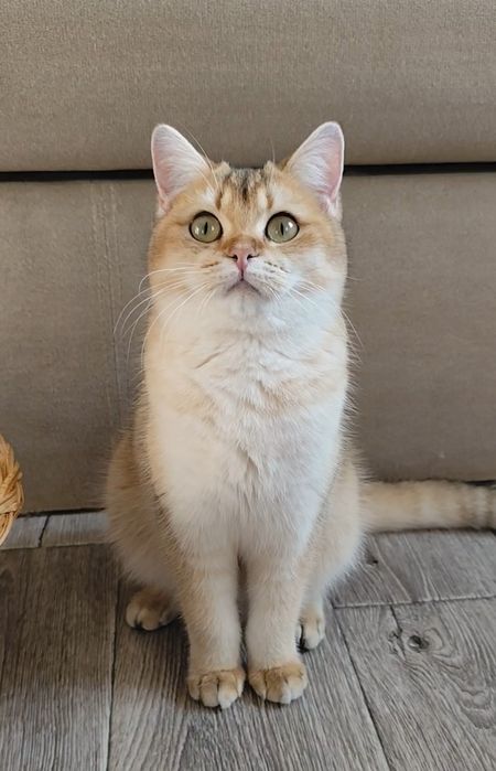 Супер котята золотая шиншилла прямоухие мальчик девочка