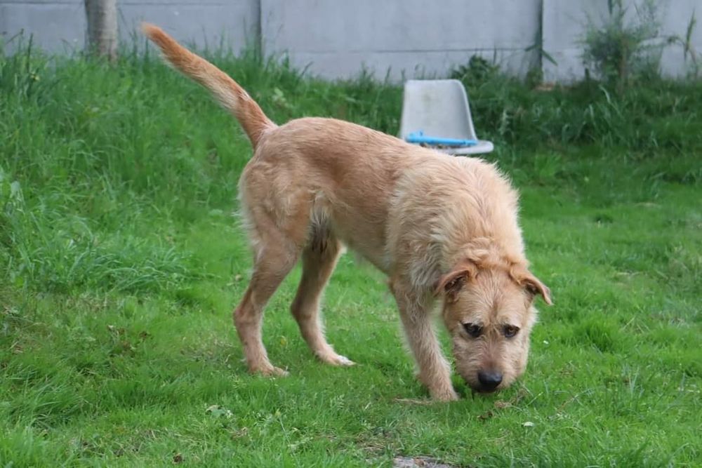 Karmel , piękny olbrzym do pokochania