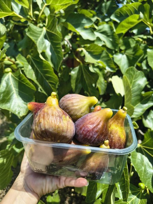 Figos frescos 5eur/Kg