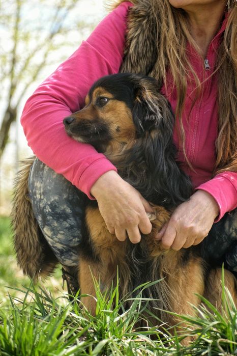 Piękny samczyk szuka nowej rodziny