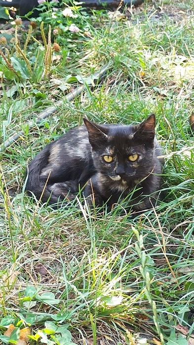 Котята котики отдам котенок девочка
