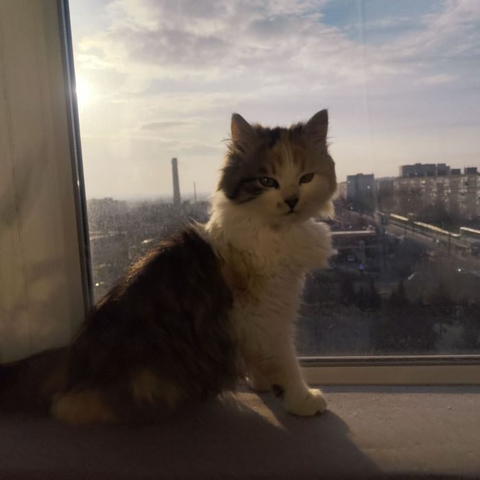 Кішка шукає дім.