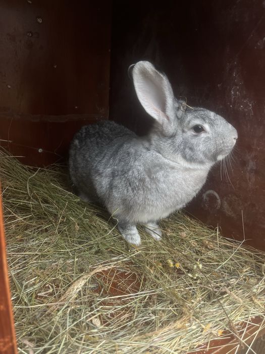 Продам кроликіів