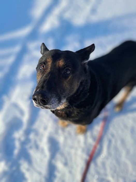 Zeus chce do domu!