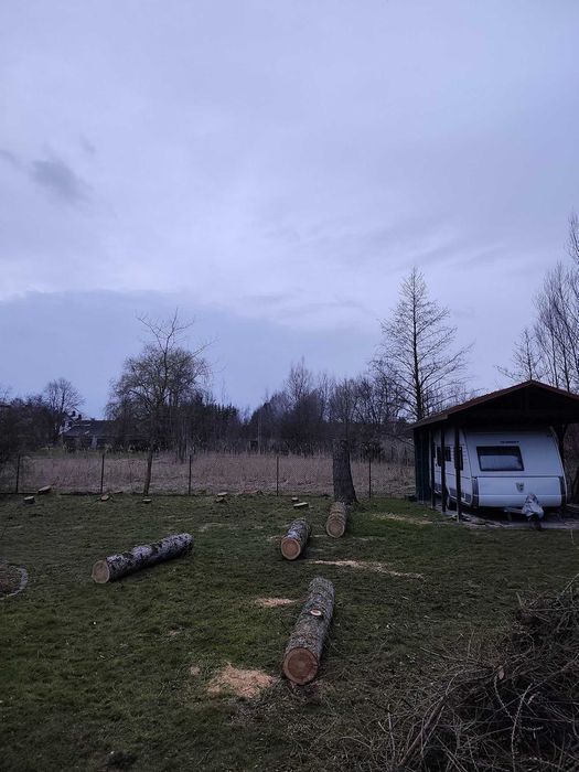 Wycinka drzew-tui-mielenie gałęzi-wywóz zrębki