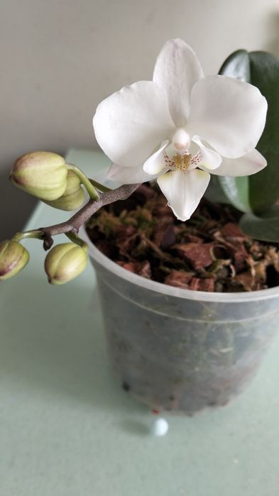 Орхідея фаленопсис, біла