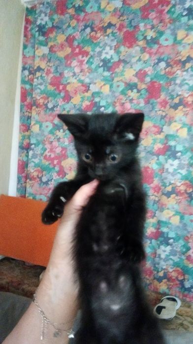Котята в заботливые руки. Котенок бесплатно. Кот. Котик.  Кошка даром