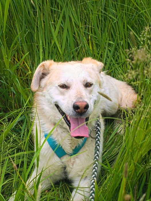Buziak śliczny przyjazny pies ADOPCJA
