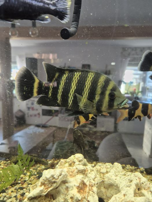 Tilapia Zebra Heterotilapia
