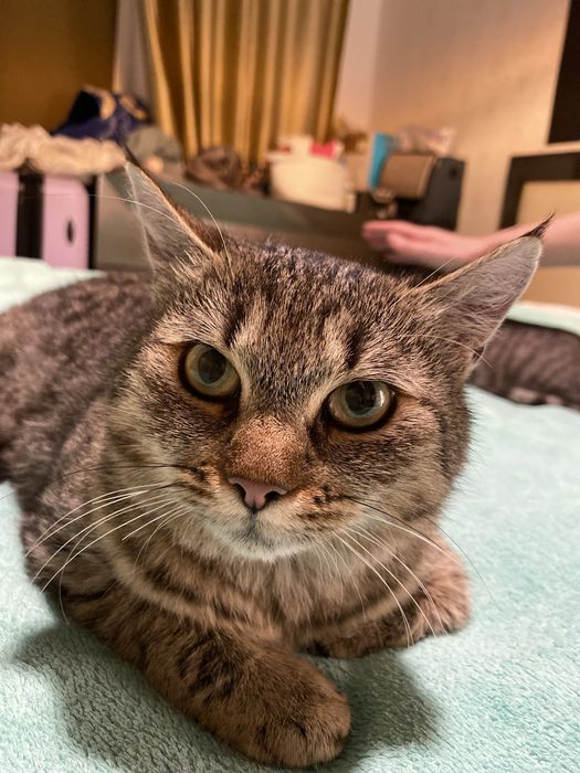 Василіска шукає родину