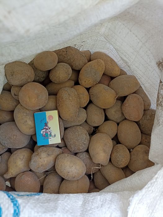 Дрібна картопля, доставка