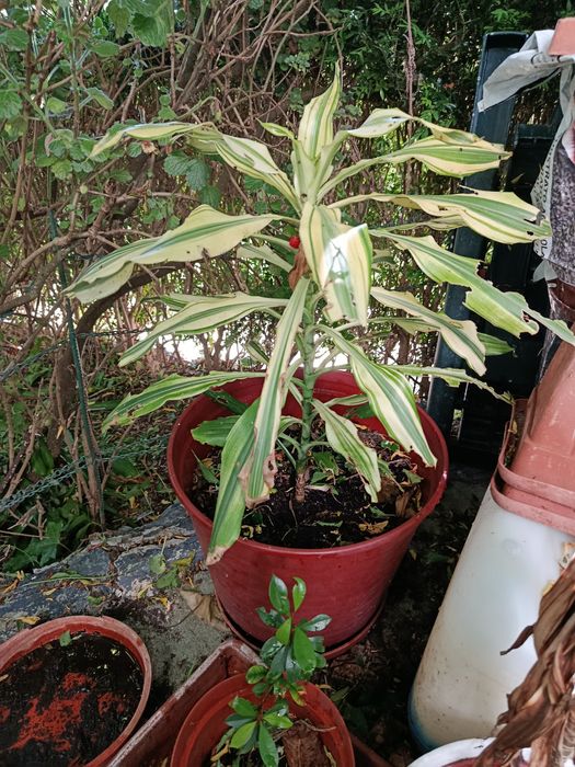 Milho amarelo vaso 40