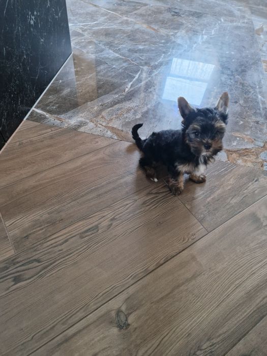 Yorkshire Terrier Piesek Gotowy do Odbioru