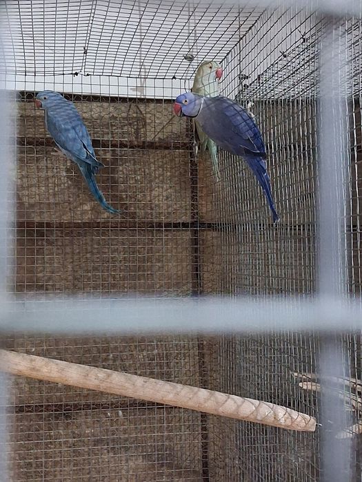 Aves para ceder várias espécies
