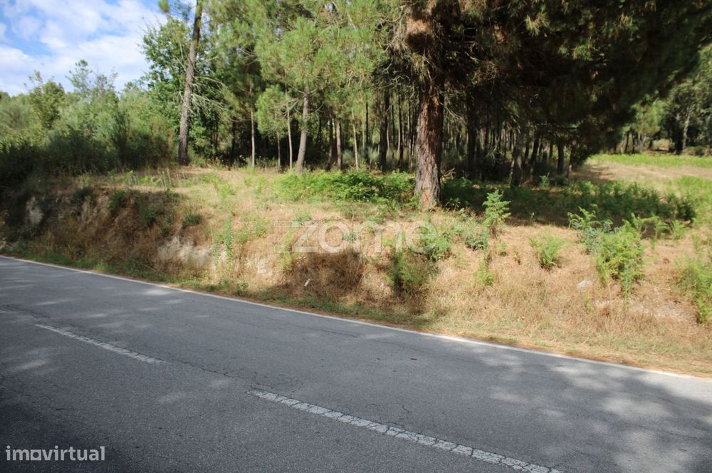 Terreno com pinhal e e mato a 15 minutos de Viseu
