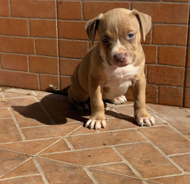 American bully xl