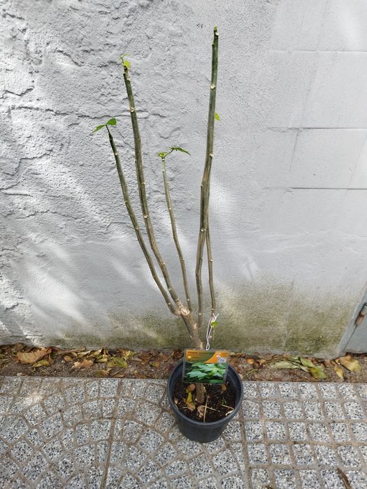 Super Plantas Comestíveis e Medicinais