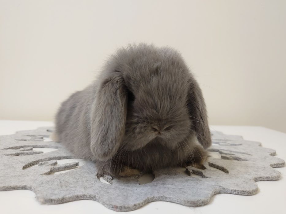 Królik Mini -Lop
