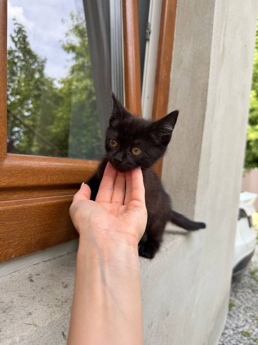 Кошенята у добрі руки