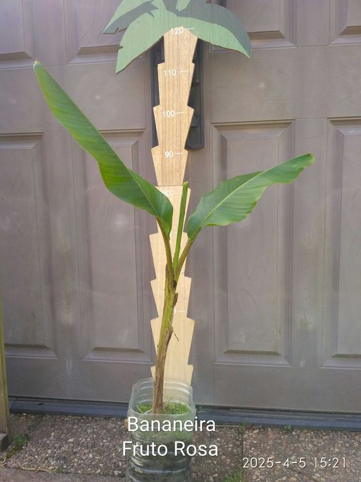 Arvores de Frutos (Tropicais, Sub-tropicais, Raras e de Coleçao