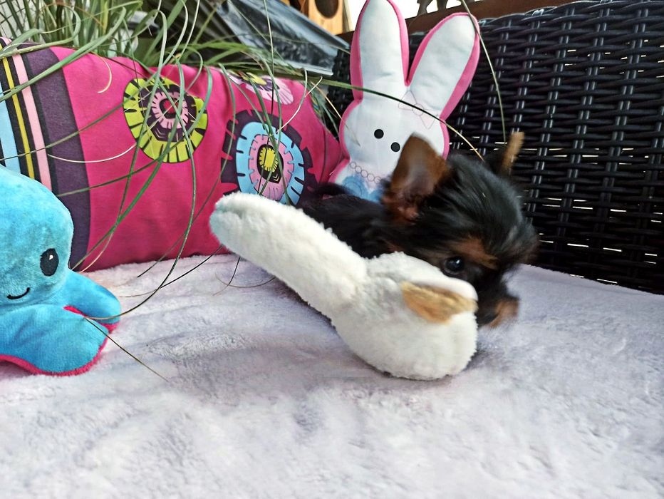 Yorkshire Terrier śliczny piesek