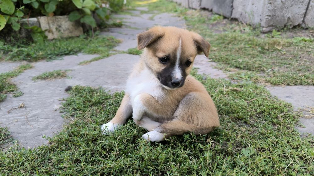 Собачка песик цуценя цуцик безкоштовно