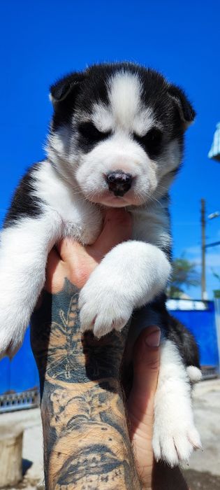 Сибирский хаски - щенки