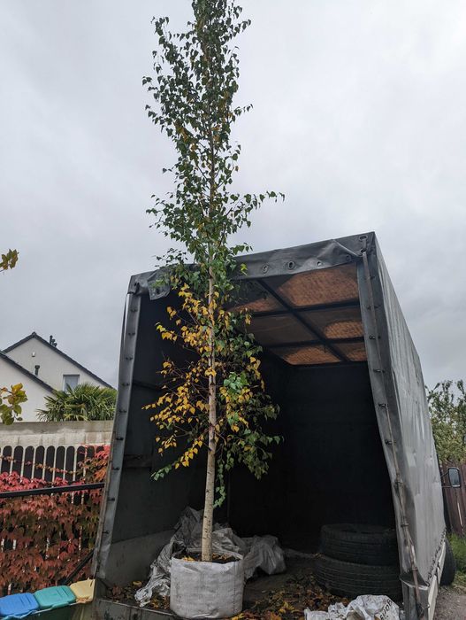 Brzoza 3 m wysokości -doniczka