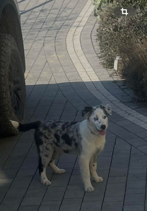 Border Collie szczeniak