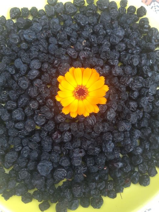 Чорниця сушена з Карпат