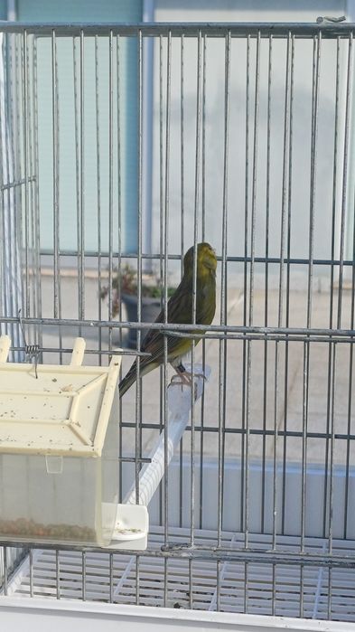 Canário Raça espanhola macho