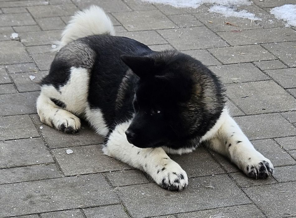 Akita Amerykańska Piesek