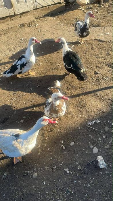 Продам породисті качки за гарну ціну дзвоніть за номером