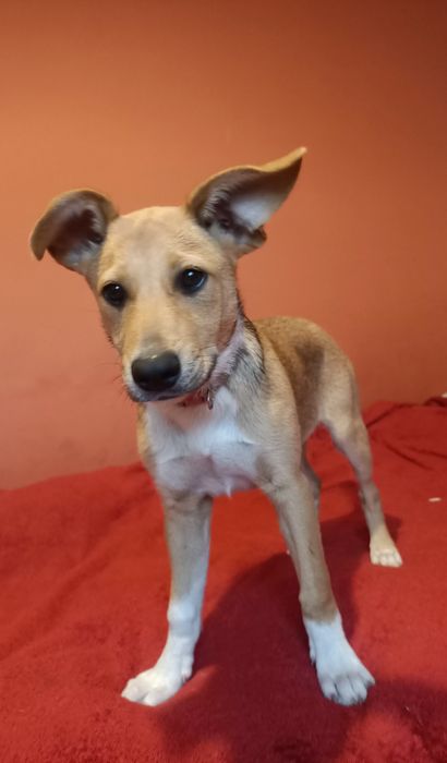 Śliczna suczka do adopcji