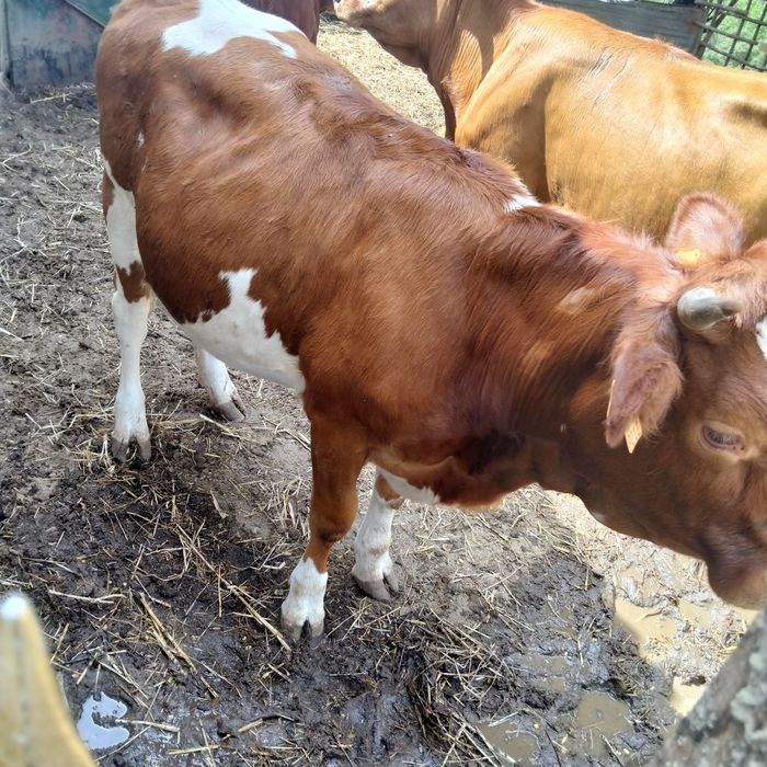 vacas cruzadas de limousine