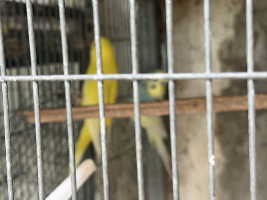 Vendo varias aves