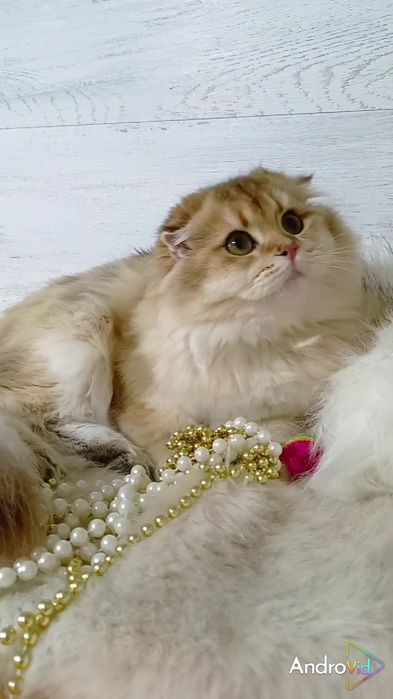 Шикарная вислоухая девочка золотая шиншилла Хайленд