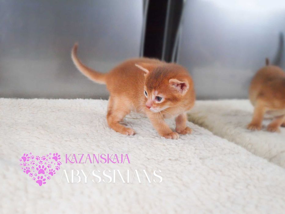 Гарнюня хлопчина абісинська кішка кошеня