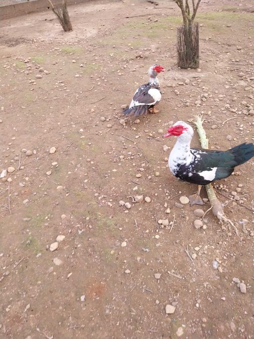 Patos , patas e ovos