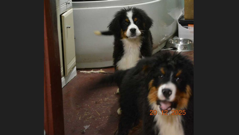 berneński pies pasterski piesek szczeniak szczenię berneńczyk rodowód