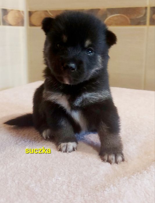 Shiba inu suczka black and tan