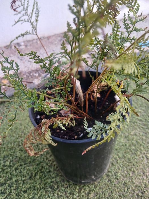 Planta: samambaia pata de coelh