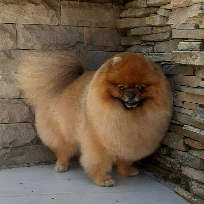 Стрижка собак/груминг