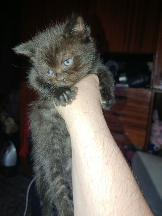 Безкоштовно Котик Хлопчик